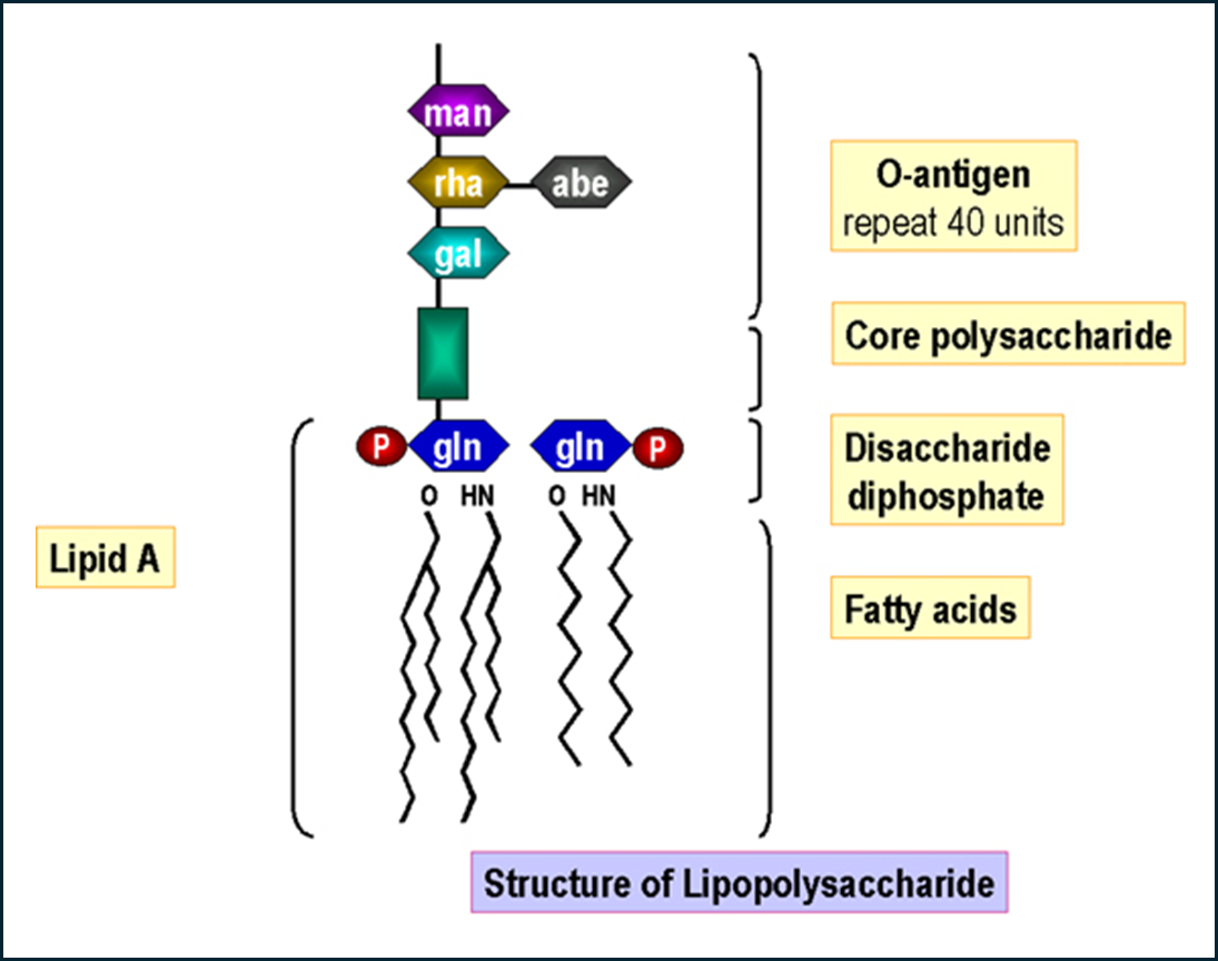 Structure of lipopolysaccharide